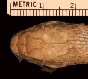 Media type: image;   Herpetology R-902
